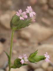 Behenantha