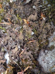 Peltigera phyllidiosa