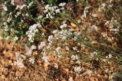 Asperula supina