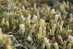 Convolvulus holosericeus