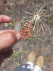 Speyeria coronis halcyone
