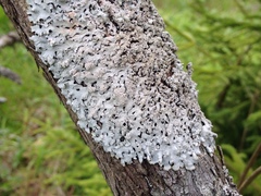 Hypotrachyna croceopustulata