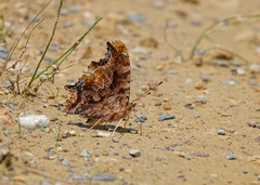 Polygonia comma