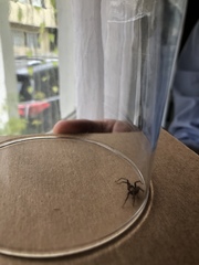 Herpyllus propinquus