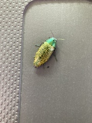 Buprestis confluenta