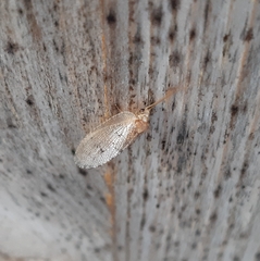 Wesmaelius concinnus