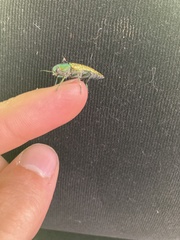 Buprestis confluenta