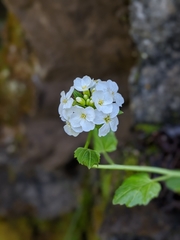 Cardamine cordifolia