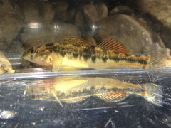 Etheostoma duryi