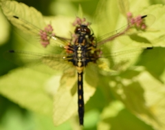 Leucorrhinia proxima