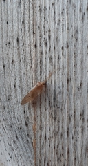 Wesmaelius concinnus