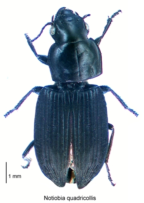 Notiobia quadricollis