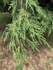 Cupressus × leylandii