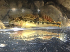 Etheostoma duryi