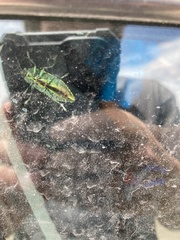 Buprestis confluenta