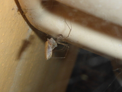 Pholcidae