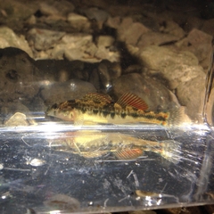 Etheostoma duryi