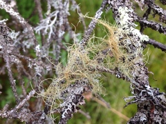 Usnea subrubicunda