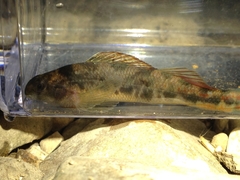 Etheostoma duryi
