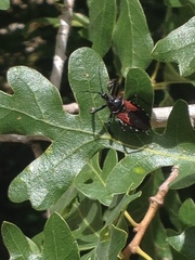 Apiomerus montanus