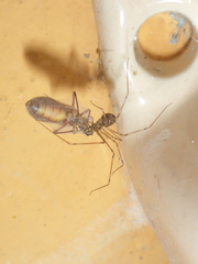 Pholcidae