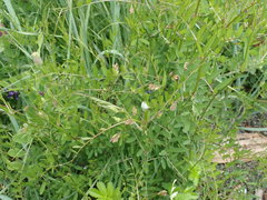 Vicia gigantea