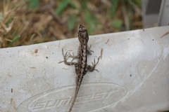 Anolis anisolepis