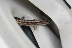 Anolis anisolepis