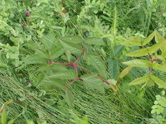 Angelica lucida