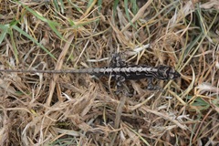 Anolis anisolepis