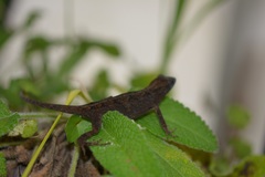 Anolis anisolepis