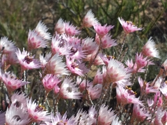 Syncarpha canescens canescens