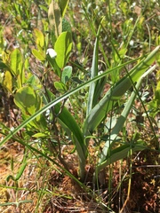 Platanthera blephariglottis