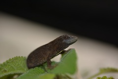 Anolis anisolepis