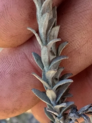 Syncarpha canescens canescens