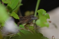 Anolis anisolepis