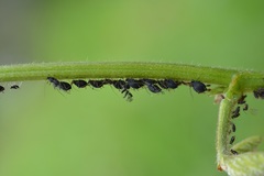 Microparsus brasiliensis