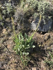 Stanleya viridiflora