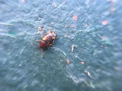 Mycetophagus pluriguttatus