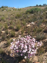 Syncarpha canescens canescens
