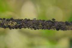 Microparsus brasiliensis