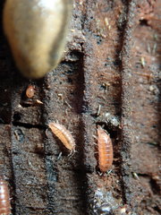 Trichoniscus pusillus