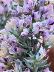 Amphithalea violacea