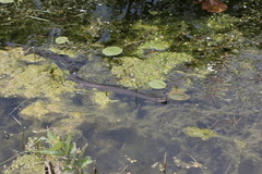 Nerodia sipedon insularum