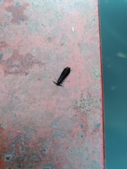 Mystacides niger