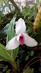 Lycaste virginalis