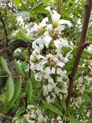 Xanthoceras sorbifolium