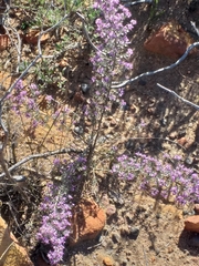 Amphithalea violacea