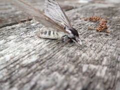 Sphinx poecila
