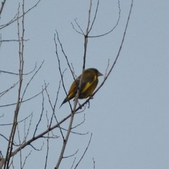 Chloris chloris